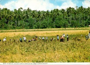 Indonesia Bali Workers In The Field At Harvest Time 1978