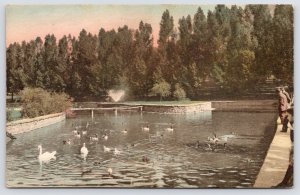 Glenwood Springs Colorado Hotel~Handcolored~View of Duck Pond & Other Fowl c1910