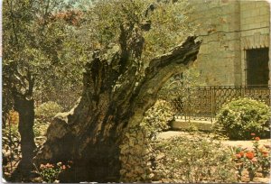 Postcard Israel - Olive Tree - Gethsemane's Gate