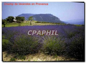 Postcard Modern field of lavender in Provence