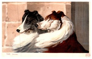 Dog , Collie pair