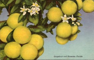 Florida Grapefruit and Blossoms Curteich