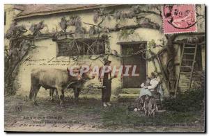 Life in the fields Old Postcard Back to rest midday (cowherds firm peasants o...