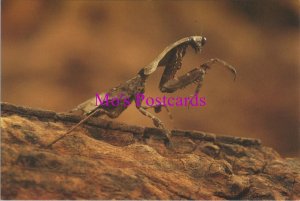 Animals Postcard - Insects, The Dead Leaf Mantis, Penang, Malaysia  RR20751