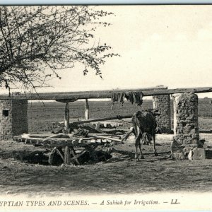 c1910s Egyptian Sakiah Irrigation Machine Cow Collotype Photo Postcard Egypt A40