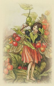 The Black Bryony Flower Fairy Old Book Stunning Postcard