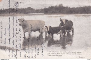 Cows in water , 1904 , TUCK 411