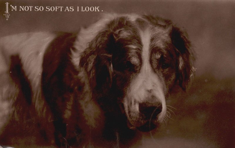 Dog Starring I'm Not So Soft as I Look Vintage Postcard 1911