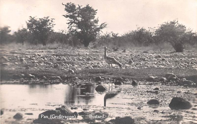 Bustard Africa, Afrika Unused 