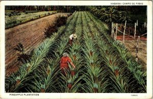 Pineapple Plantation Habana Campo de Pinas Cuba postcard C Jordi