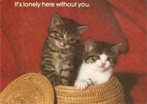 Kittens. It's lonely here without you  Nice modern American ...