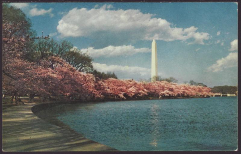 Washington Monument,Washington,DC Postcard