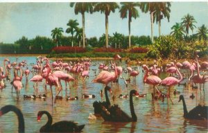 Hialeah Florida Racetrack, Flamingos & Black Swans Vintage Chrome Postcard