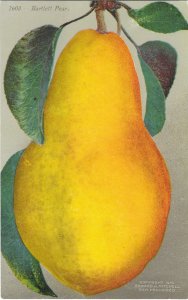 Exaggeration Big Bartlet Pear Big Fruit 1910 Edward H Mitchell Card