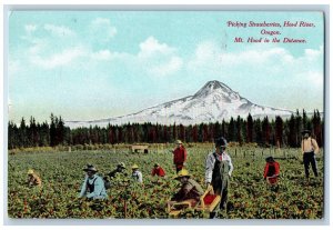 Hood River Oregon OR Postcard Picking Strawberries Mt. Hood Distance c1910's