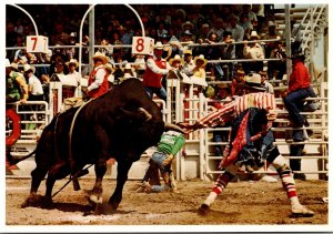 Canada Alberta Calgary Exhibition and Stampede Brahma Bull Riding and Rodeo C...