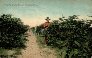 Houston Texas TX Fig Orchards Trees c1910 Vintage Postcard