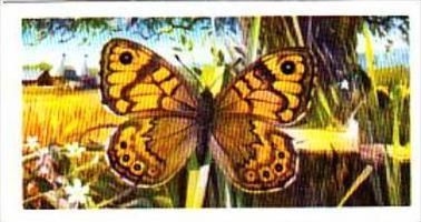 Brooke Bond Tea Trade Card British Butterflies No 2 Wall