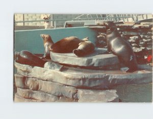 Postcard Sea Lions Aquarama Theatre of the Sea Philadelphia Pennsylvania USA