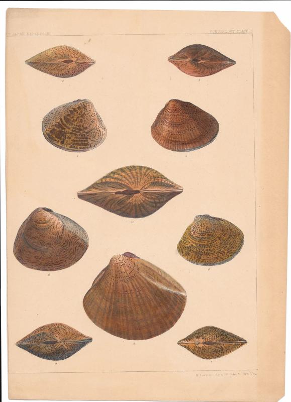 Shellfish Clams US Cmdr Perry Japan Expedition Conchology Plate II Lithograph