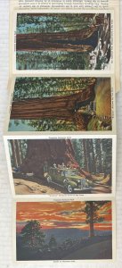 Mariposa Grove of Big Trees Yosemite National Park 18 Postcard Souvenir Folder