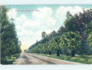 D-back PALM AND EUCALYPTUS TREE DRIVE Postmarked Oleander - Near Fresno CA F1261