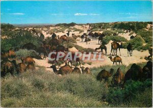 Postcard Modern Algeria South Fascinating