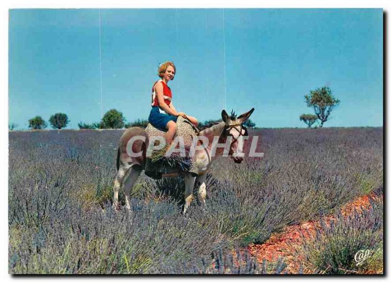 Modern Postcard Scenes of Provence Picking Lavender Donkey Mule