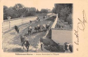 Villiers-sur-Marne France Montrichard Avenue and Hospital Cows Postcard J48100