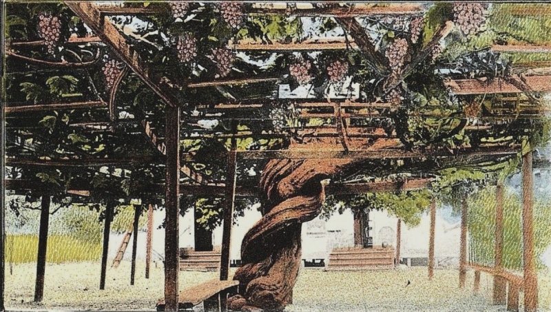 C.1910 Worlds Largest Grape Vine Garpenteria, Santa Barbara, CA Postcard P122