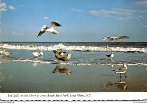 New York Long Island Jones Beach State Park Sea Gulls On The Shore