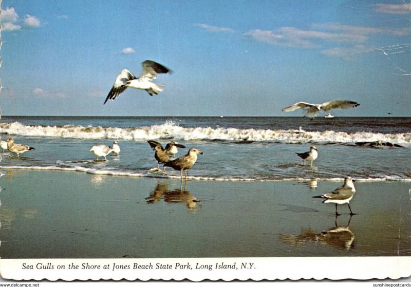 New York Long Island Jones Beach State Park Sea Gulls On The Shore