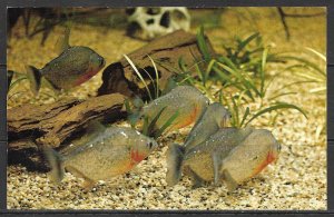 California- Marineland - Piranha Fish - [CA-197]
