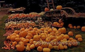 Pumpkins - Oneonta, New York NY Postcard