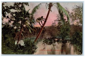 c1910 Native Climb Tree to Get Cocoanuts Fiji Unposted Antique Postcard