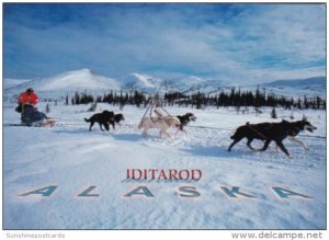 Alaska Iditarod Dog Team Mushing The Famous Sled Dog Race