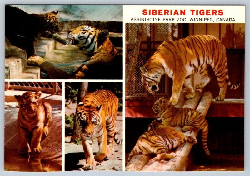 Siberian Tigers, Assiniboine Park Zoo, Winnipeg, Manitoba, Multiview Postcard