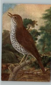 Wood Thrush Bird Fowl c1910 Postcard