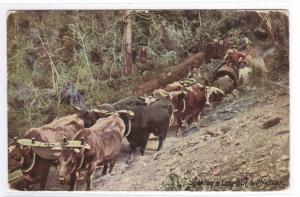 Logging Ox Team Washington 1915 postcard