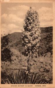 Cactus Spanish Bayonet In Bloom Albertype