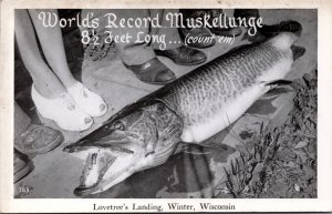 World Record Muskellunge Lovetree's Landing Winter Wisconsin Postcard C088