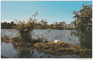 Nesting Swan in Lost Lagoon, Vancouver, British Columbia, Canada, 40´s-60´s