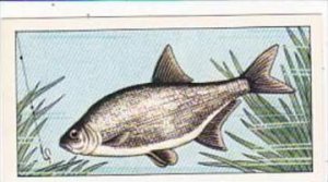 Badshah Tea Trade Card Fish &  Bait No 8 Silver Bream