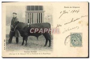 Old Postcard Cows Cow Heifer Durham SM Edward VII School President of the rep...