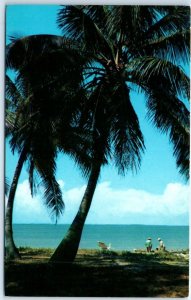 Postcard - Coconut Palm Trees Amid Tropic Splendor in Florida