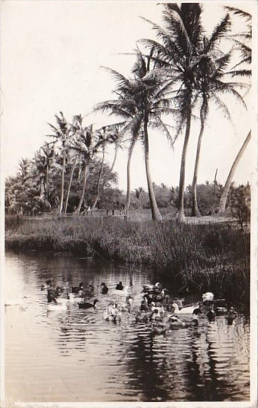 Hawaii Palms Along Creek & Ducks Real Photo