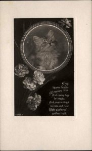 Long-Haired Kitten Cat P1703W Rotary c1910 Real Photo Postcard