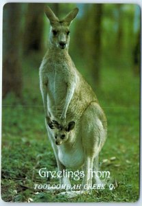 M-50428 Australian kangaroo & Joey in Pouch Greetings from Tooloombah Creek A...