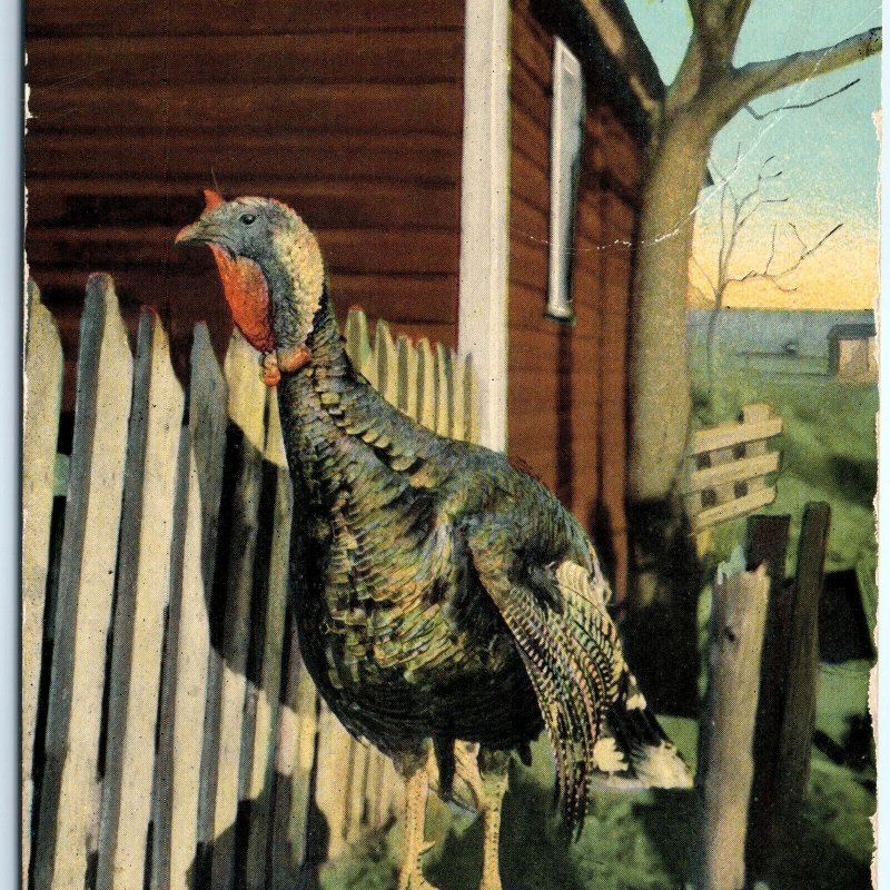 c1910s Cute Turkey Waiting for the Axe Postcard Behead Butcher Thanksgiving A90