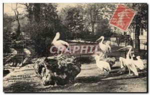 Old Postcard Paris Jardin Des Plantes The Pelicans Birds